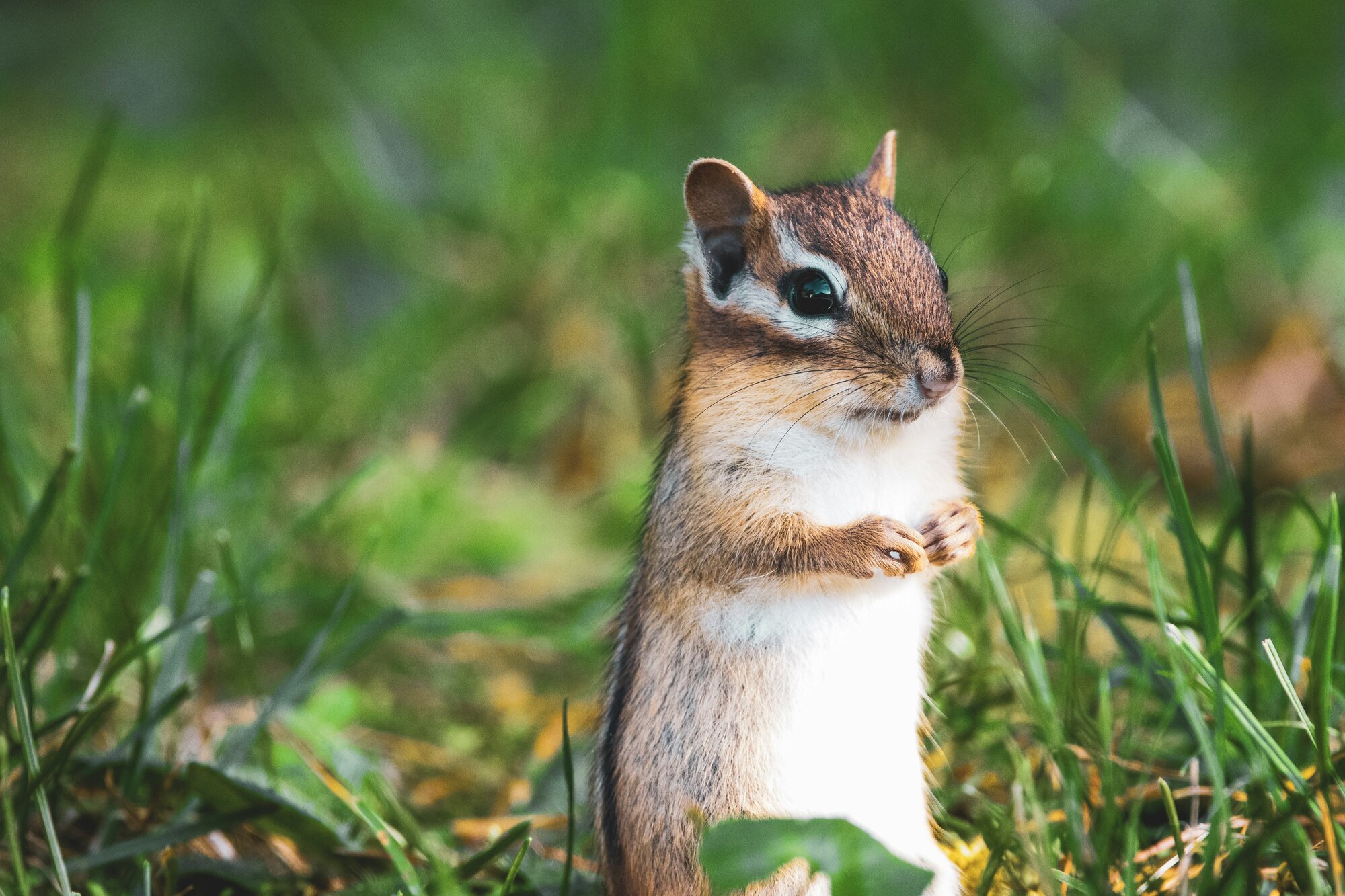 A chipmunk in the grass near a cottage, one of the critters that can find their way inside over winter