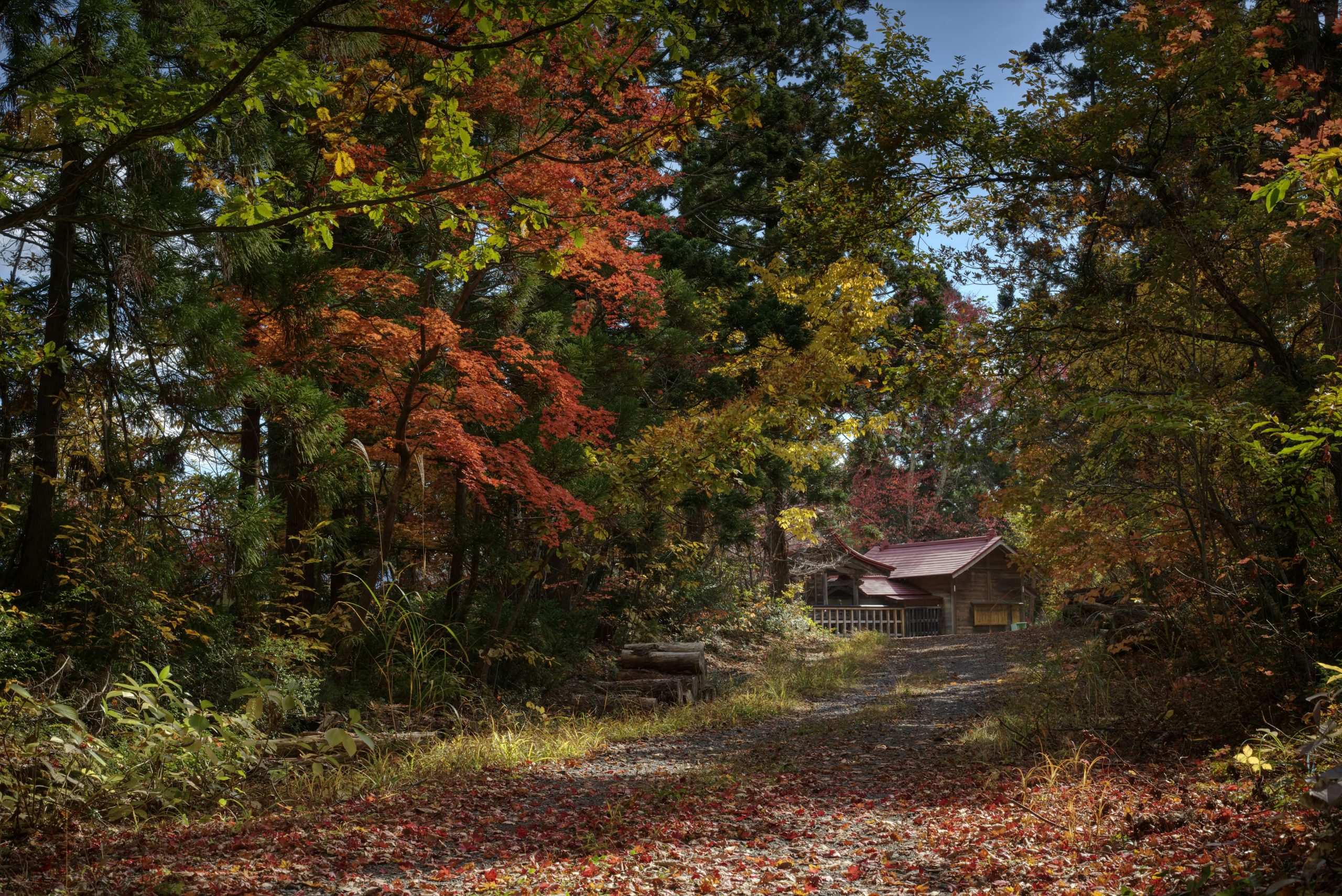 A leaf-covered path through the woods leading to a cottage in fall